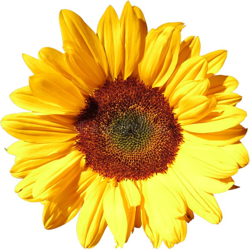 Detail Flower Png File Nomer 15