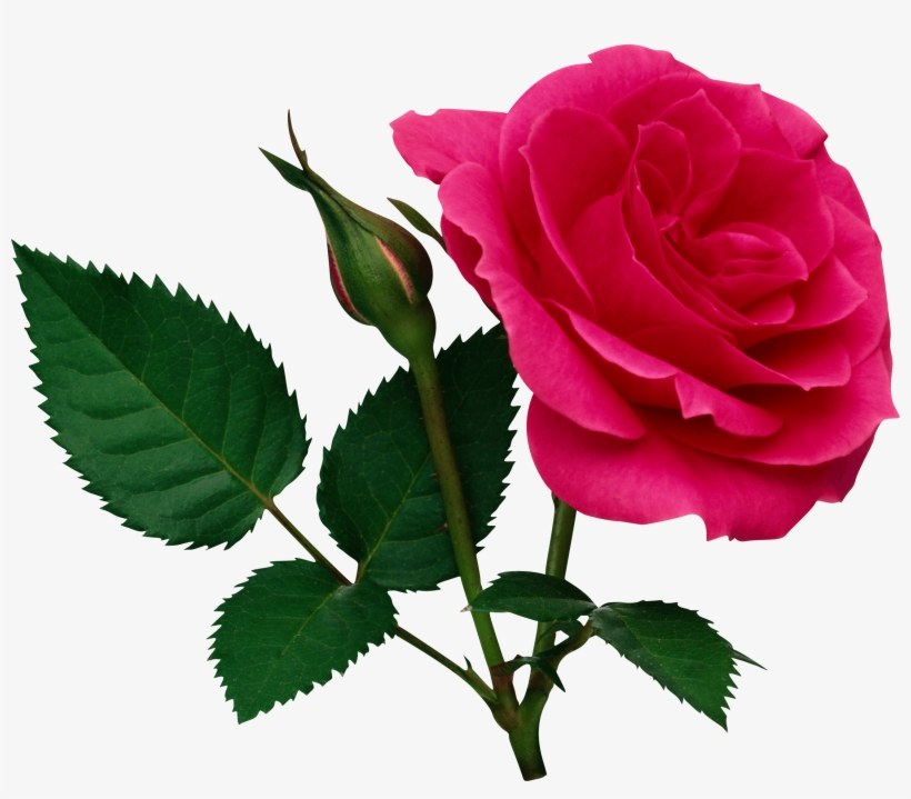 Detail Flower Png File Nomer 32