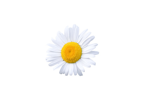 Detail Flower Png Images Nomer 22