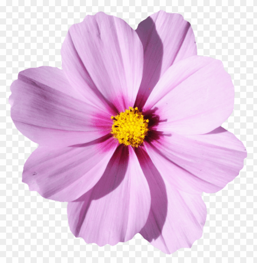 Detail Flower Png Transparent Nomer 3