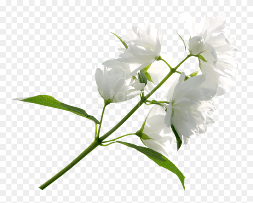 Detail Flower Png Transparent Nomer 35