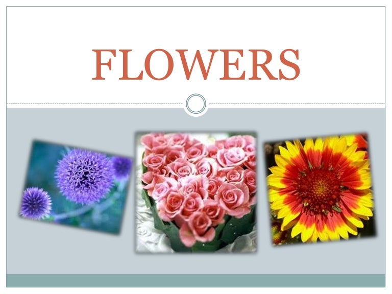 Detail Flower Ppt Nomer 16