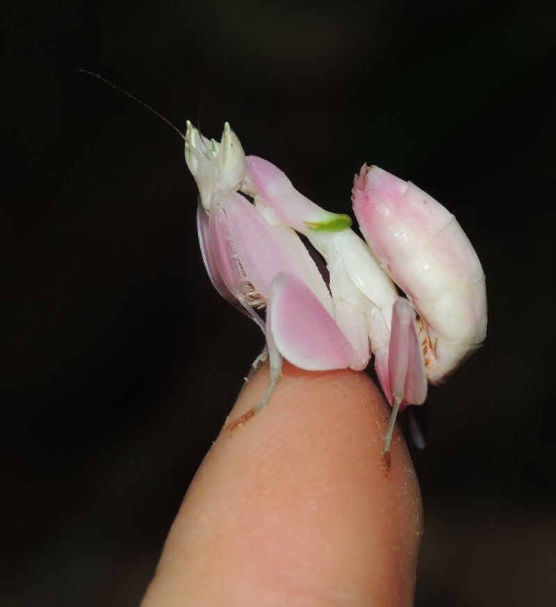 Flower Praying Mantis For Sale - KibrisPDR