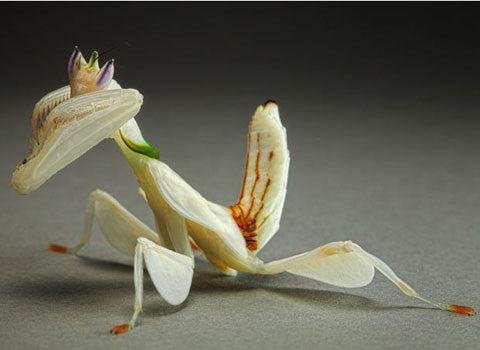 Detail Flower Praying Mantis For Sale Nomer 2