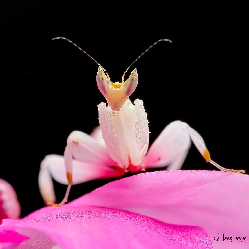 Detail Flower Praying Mantis For Sale Nomer 15