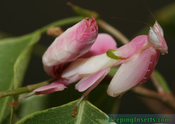 Detail Flower Praying Mantis For Sale Nomer 22