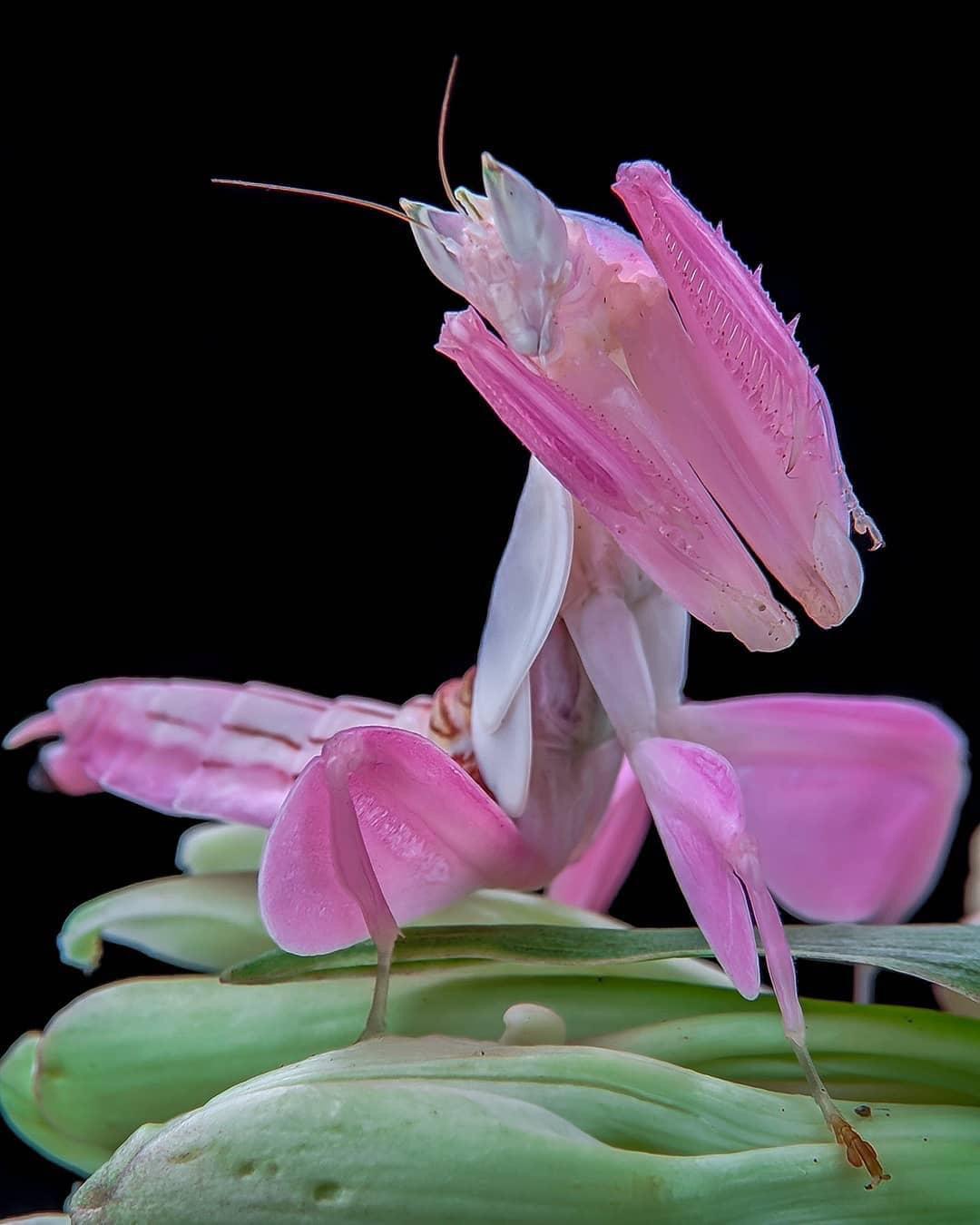 Detail Flower Praying Mantis For Sale Nomer 23