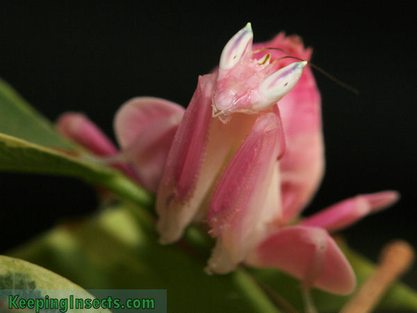 Detail Flower Praying Mantis For Sale Nomer 32