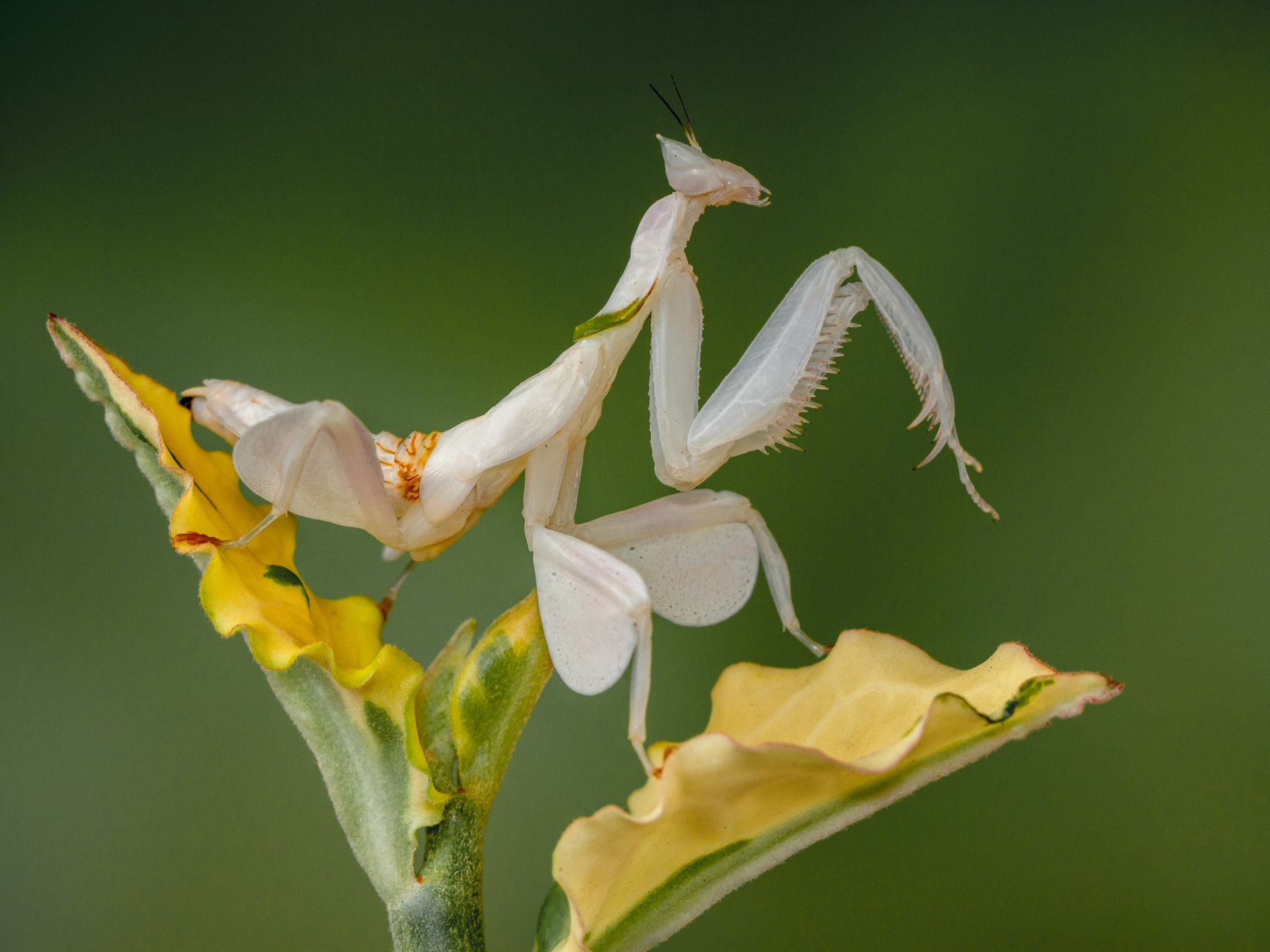 Detail Flower Praying Mantis For Sale Nomer 33