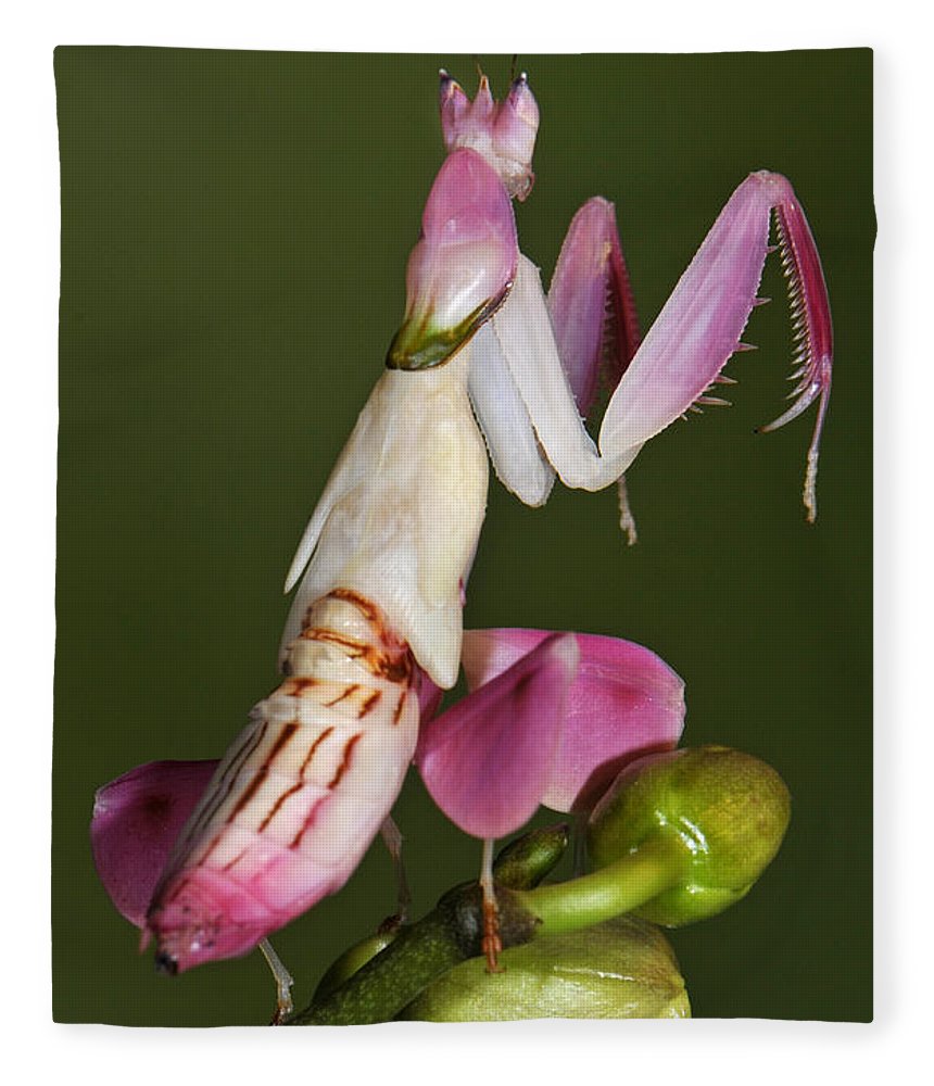 Detail Flower Praying Mantis For Sale Nomer 46