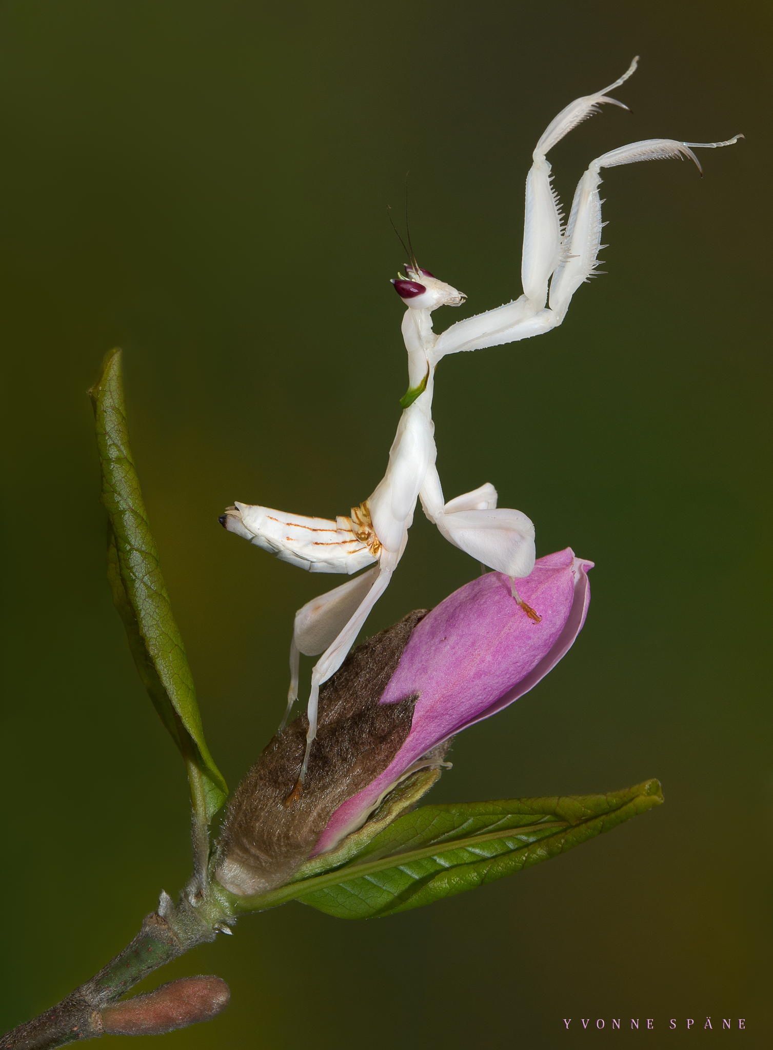 Detail Flower Praying Mantis For Sale Nomer 50