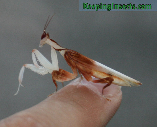 Detail Flower Praying Mantis For Sale Nomer 52