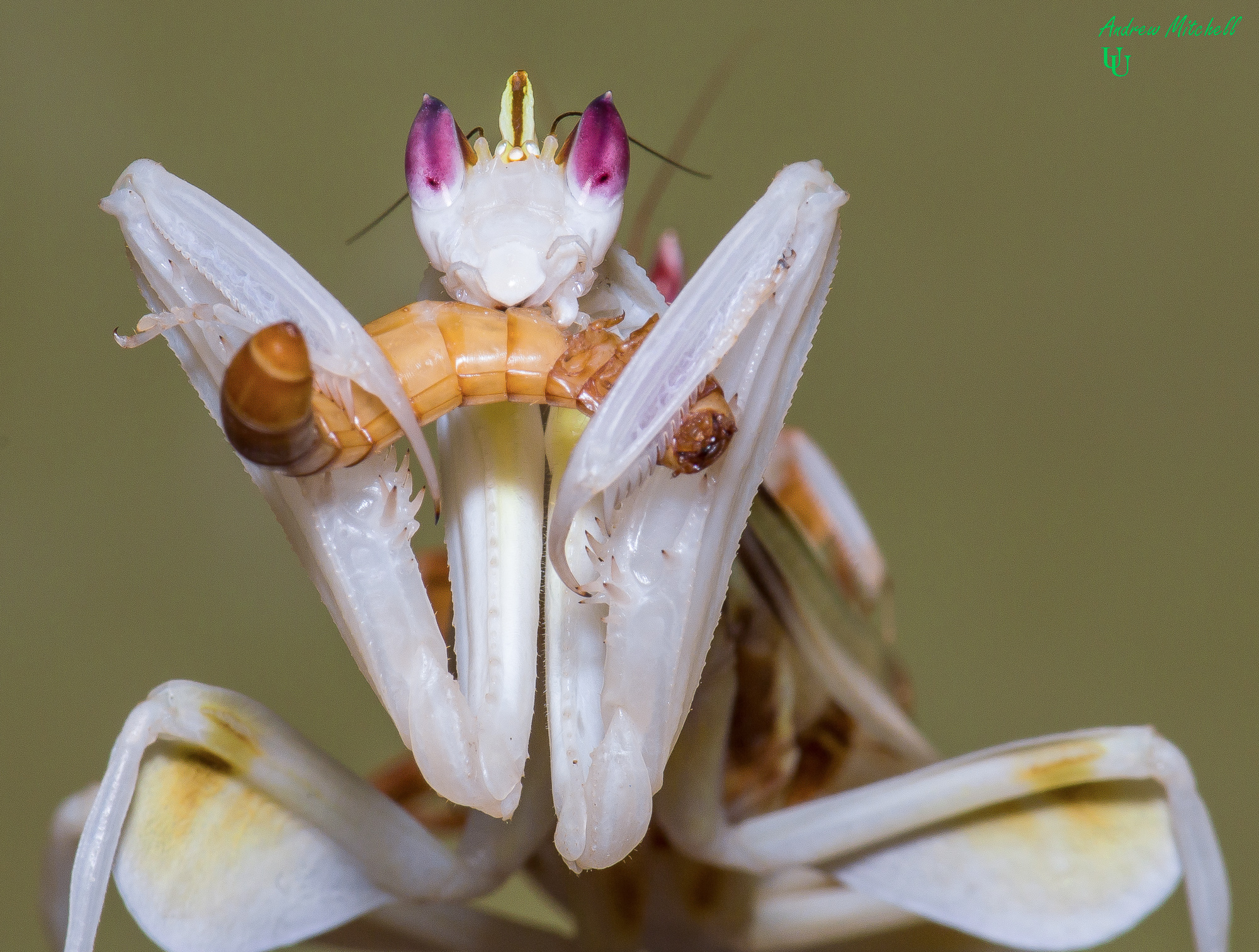 Detail Flower Praying Mantis For Sale Nomer 8