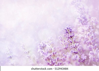 Detail Flower Purple Background Nomer 38