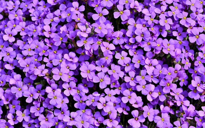 Detail Flower Purple Background Nomer 47