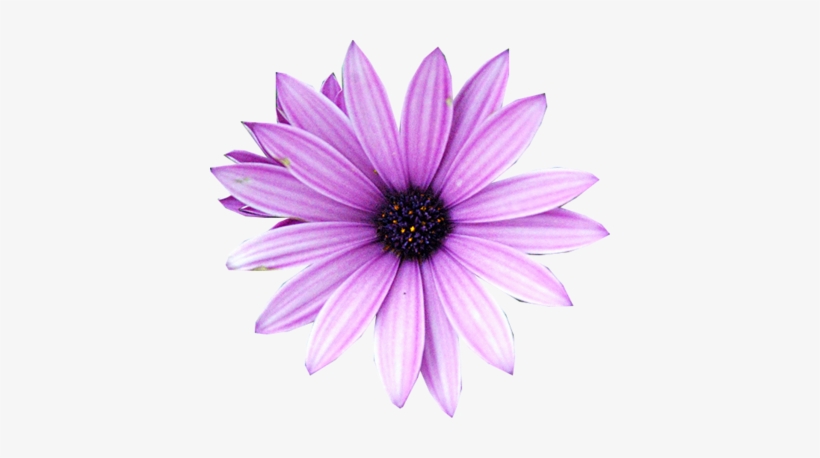 Detail Flower Purple Png Nomer 18