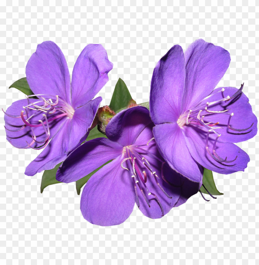 Detail Flower Purple Png Nomer 3