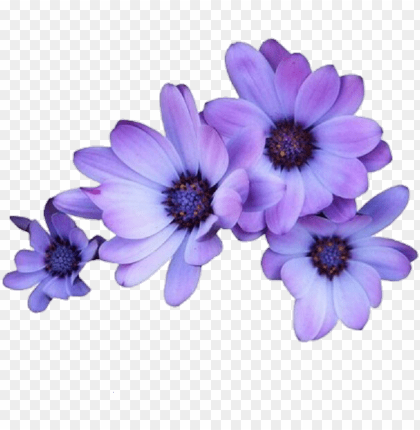 Detail Flower Purple Png Nomer 31