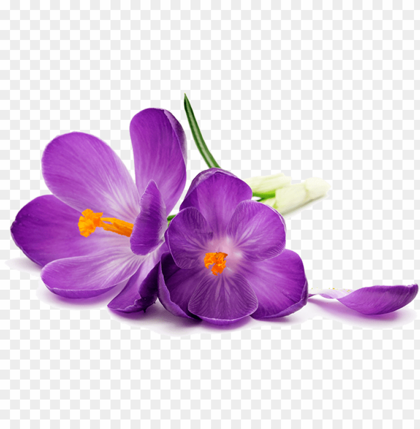 Detail Flower Purple Png Nomer 7