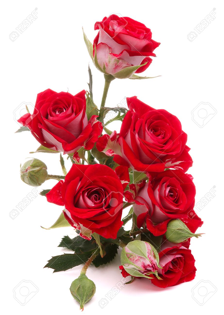 Download Flower Rose Images Nomer 28