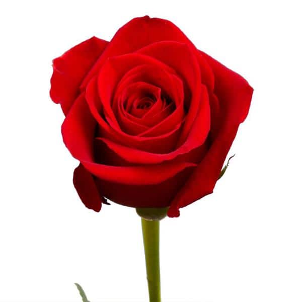 Download Flower Rose Images Nomer 46