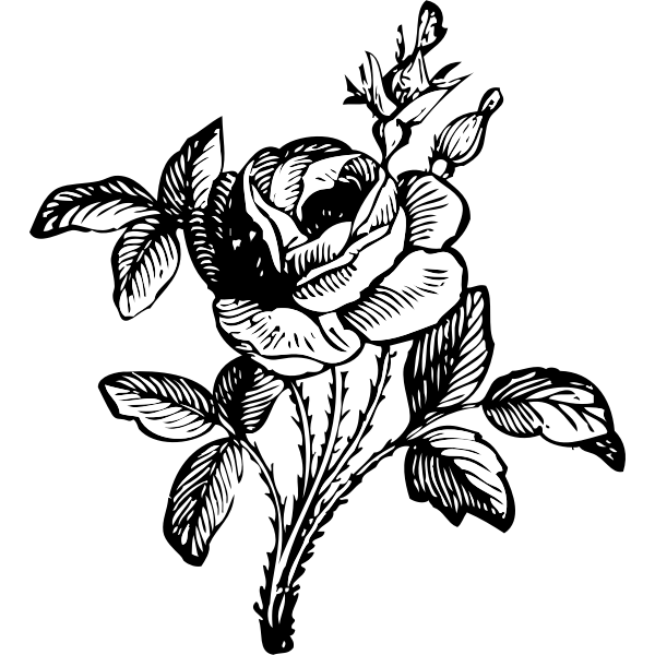 Detail Flower Rose Vector Png Nomer 33