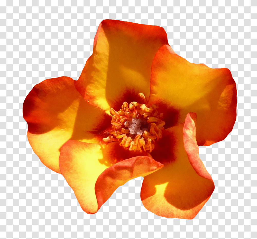 Detail Flower Top View Png Nomer 11