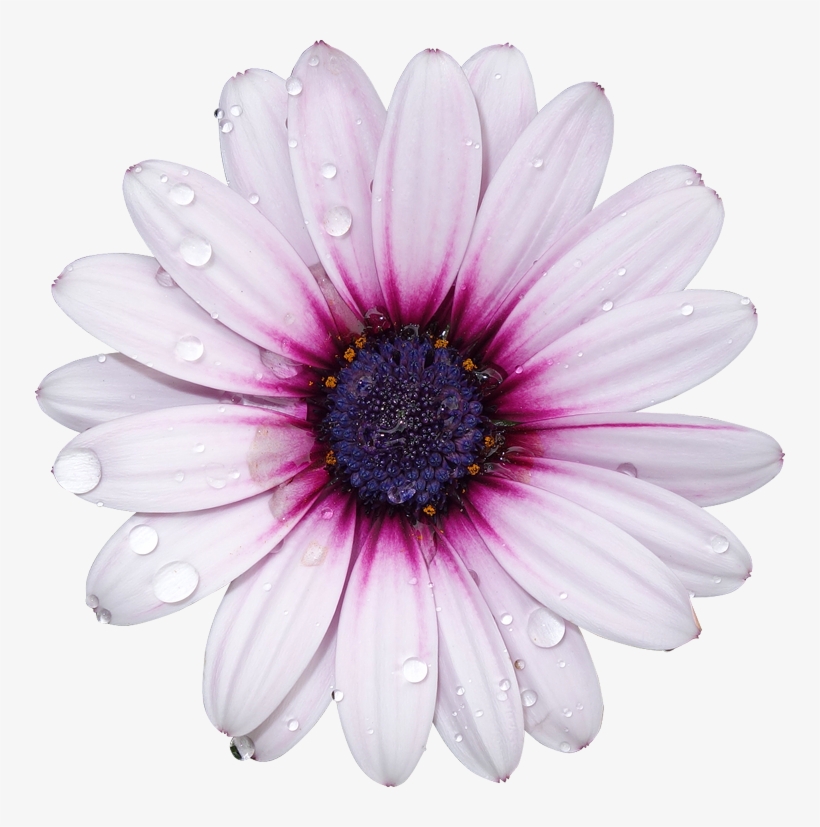 Detail Flower Transparent Nomer 11