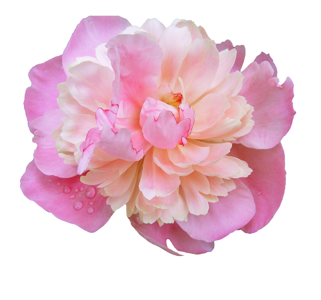 Detail Flower Transparent Nomer 19