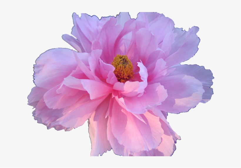 Detail Flower Transparent Nomer 5