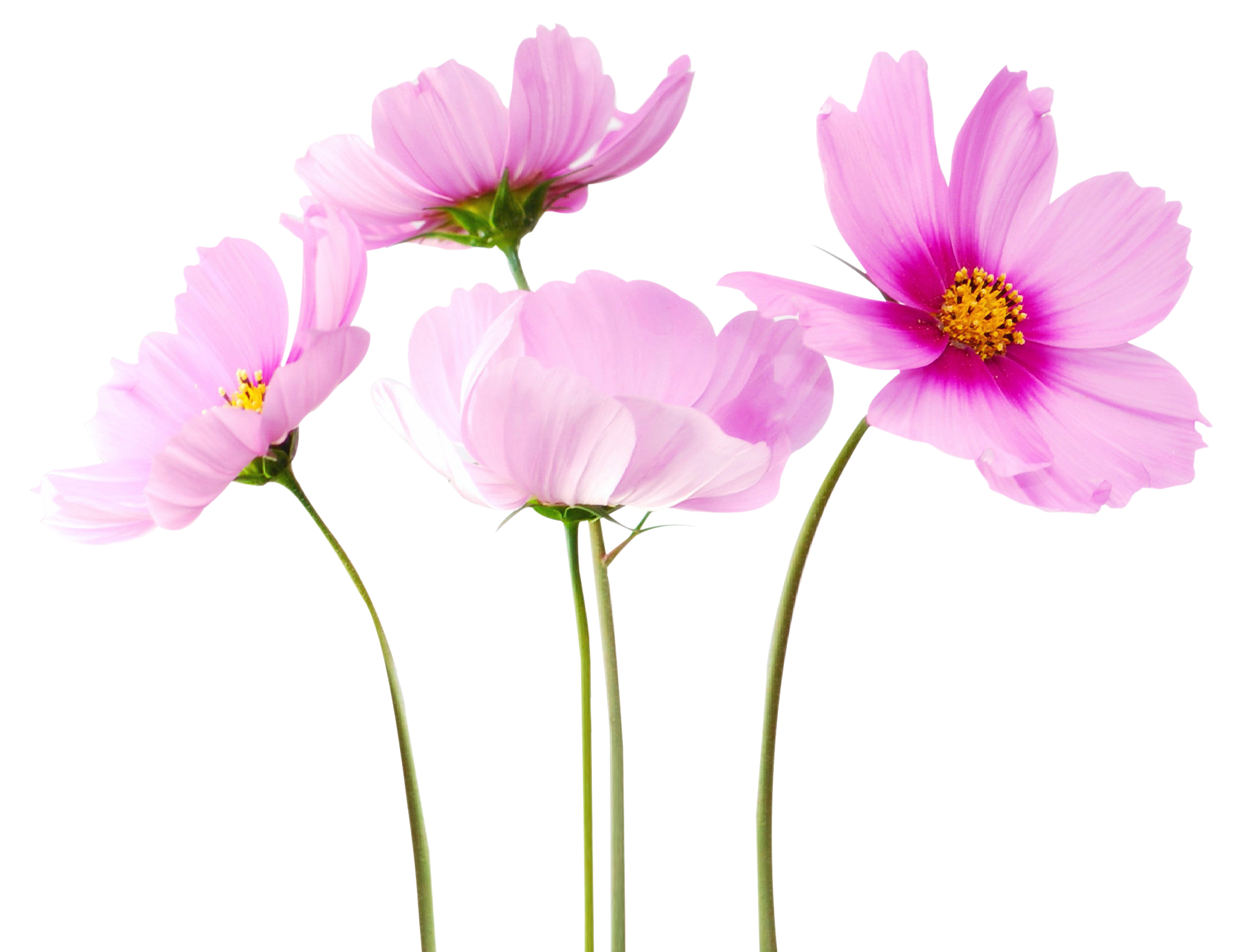 Detail Flower Transparent Nomer 6