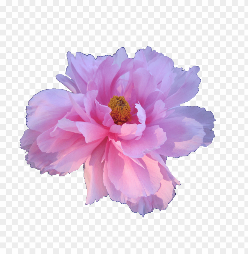 Detail Flower Transparent Background Nomer 2