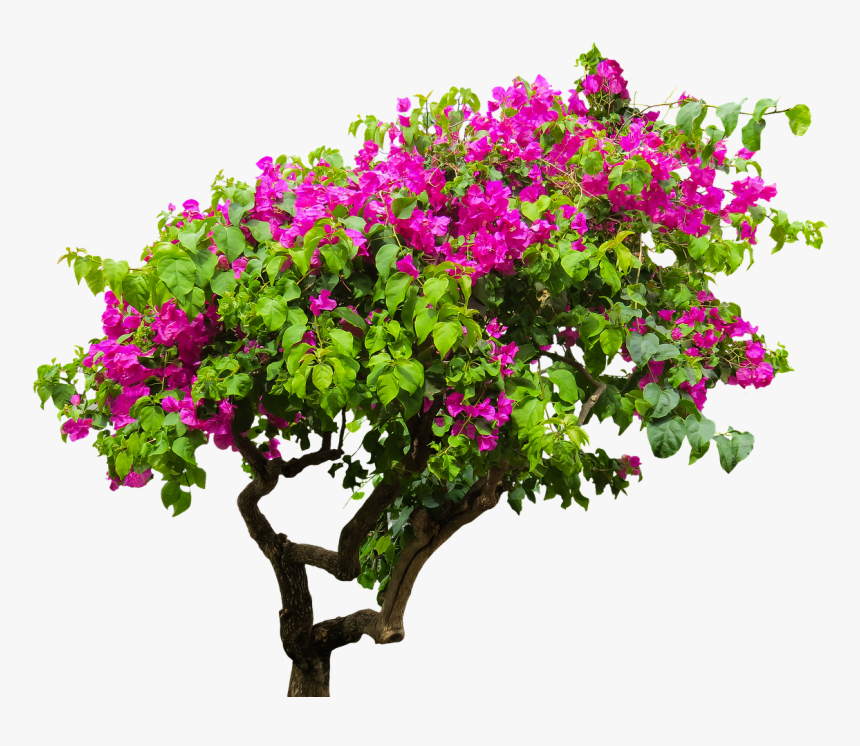 Flower Tree Png - KibrisPDR