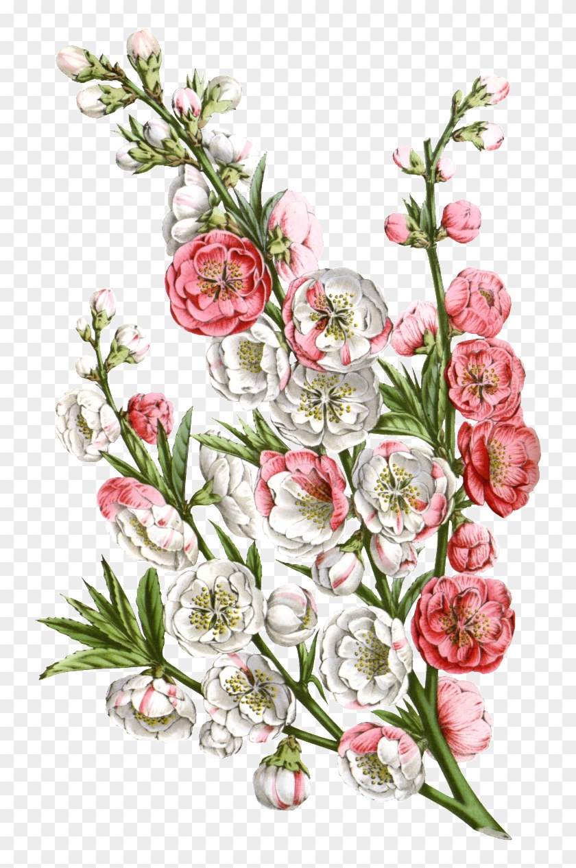 Detail Flower Vector Hd Nomer 14