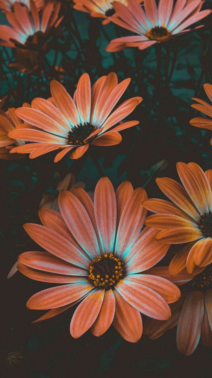 Detail Flower Wallpaper Iphone Nomer 16