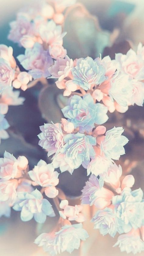 Detail Flower Wallpaper Iphone Nomer 17