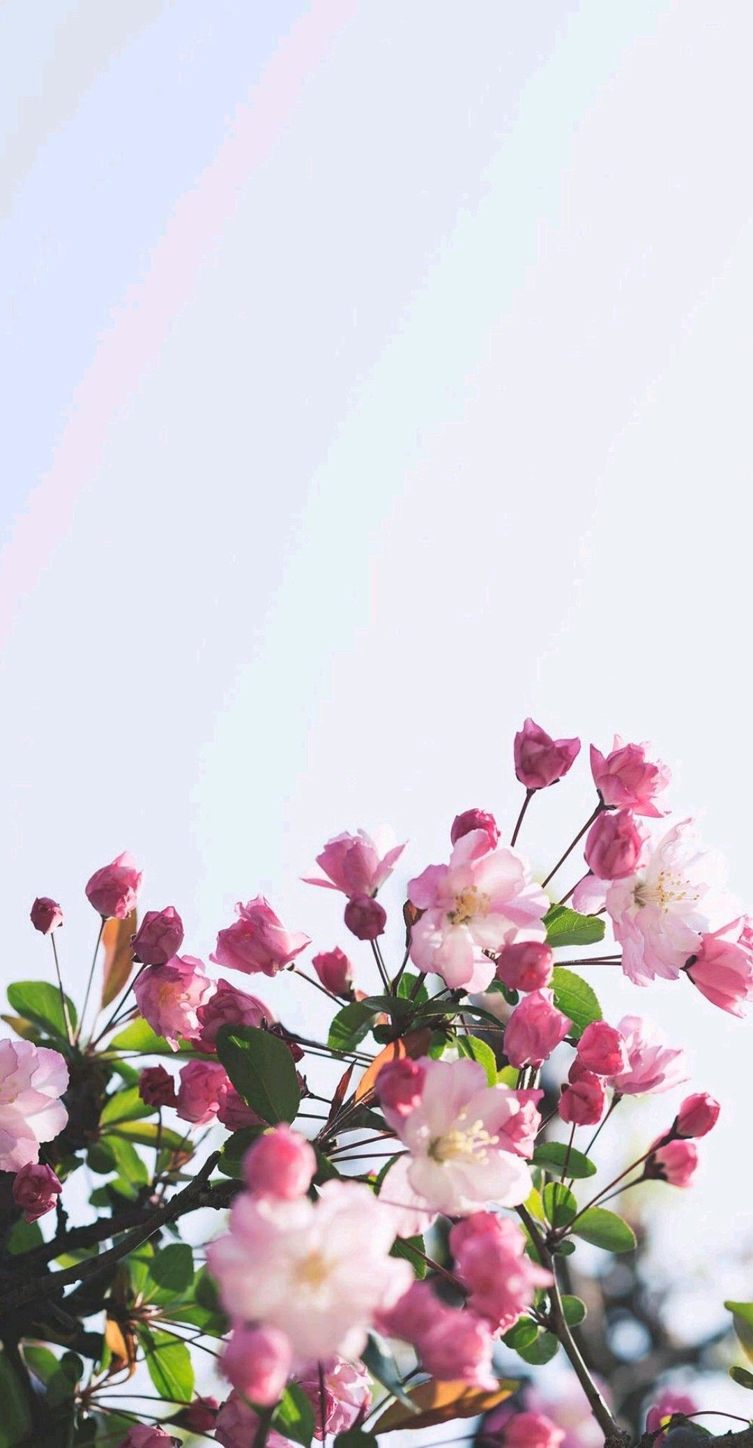 Detail Flower Wallpaper Iphone Nomer 54