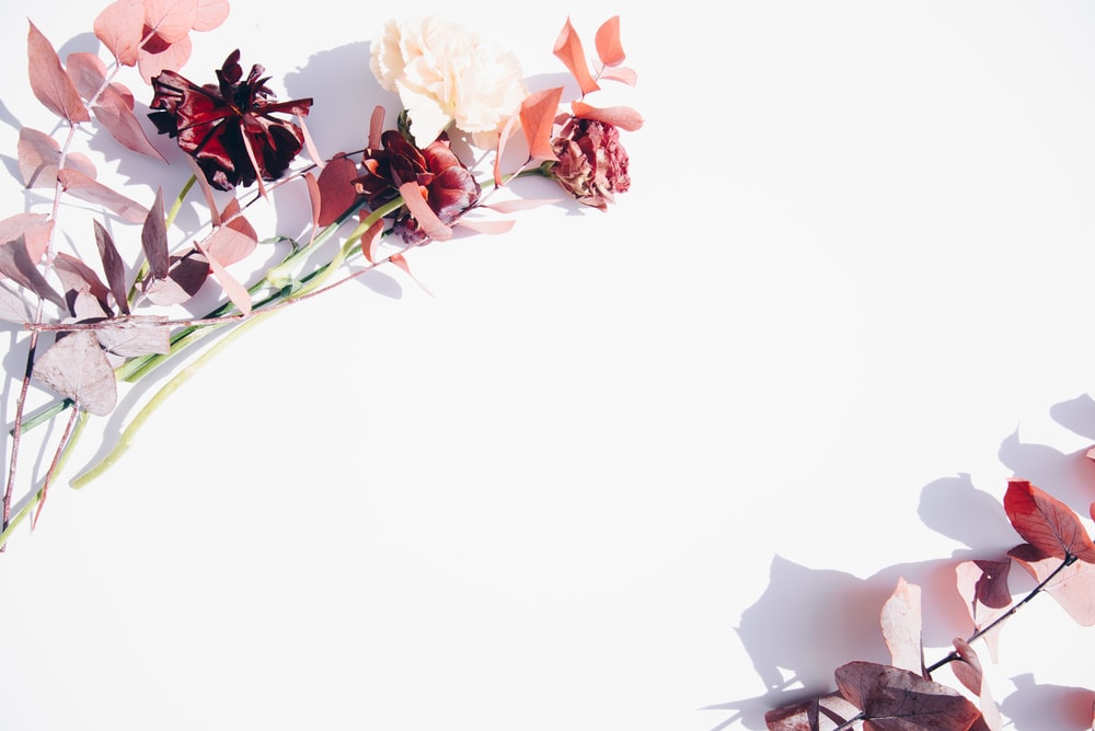 Flower White Background - KibrisPDR
