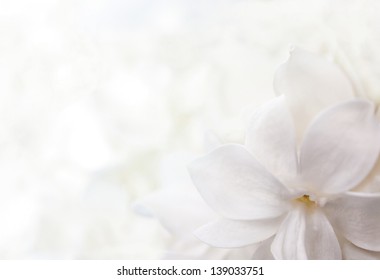 Detail Flower White Background Nomer 16