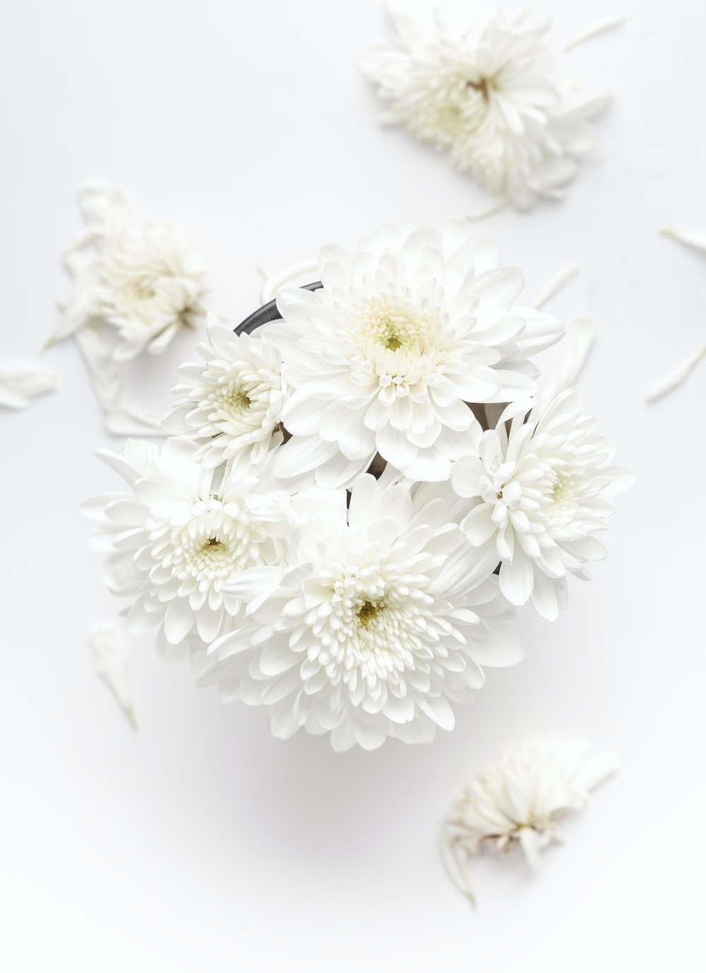 Detail Flower White Background Nomer 19