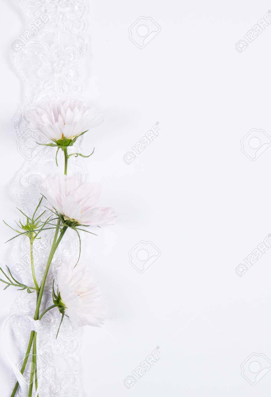 Detail Flower White Background Nomer 32