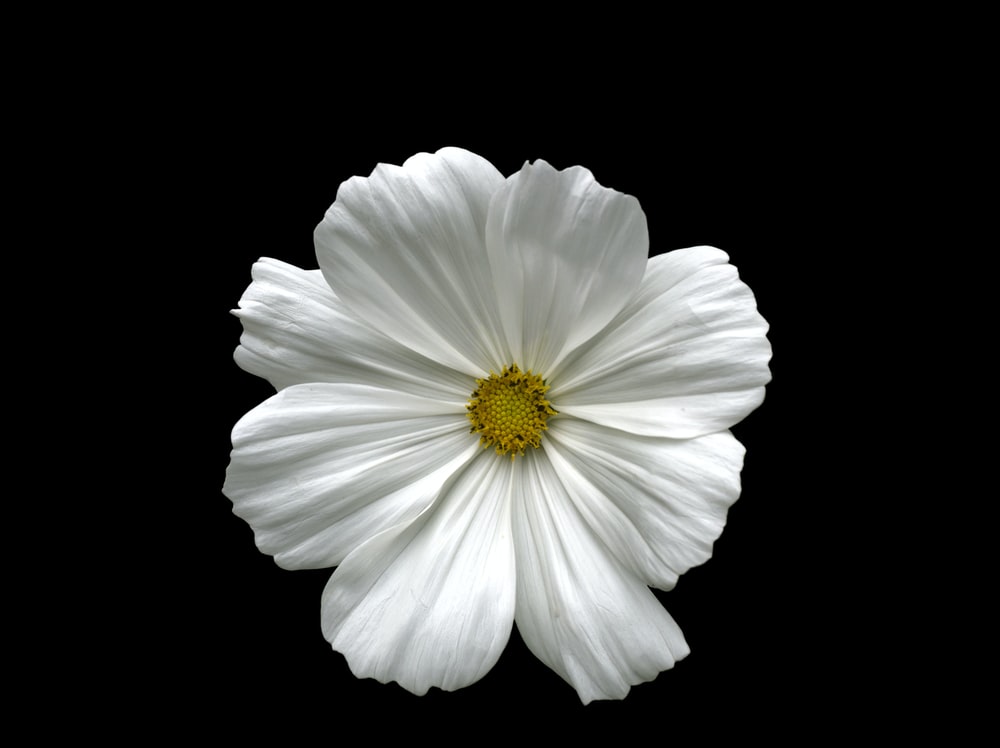 Detail Flower White Background Nomer 53