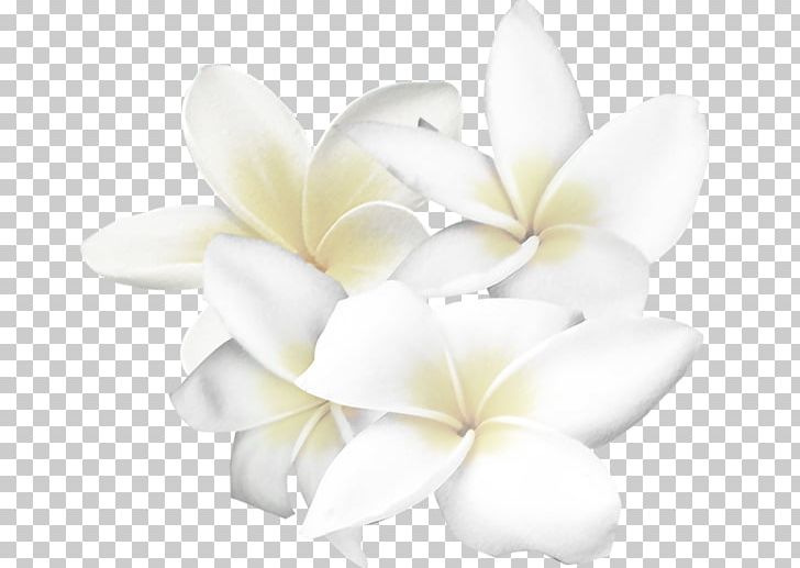 Detail Flower White Png Nomer 14