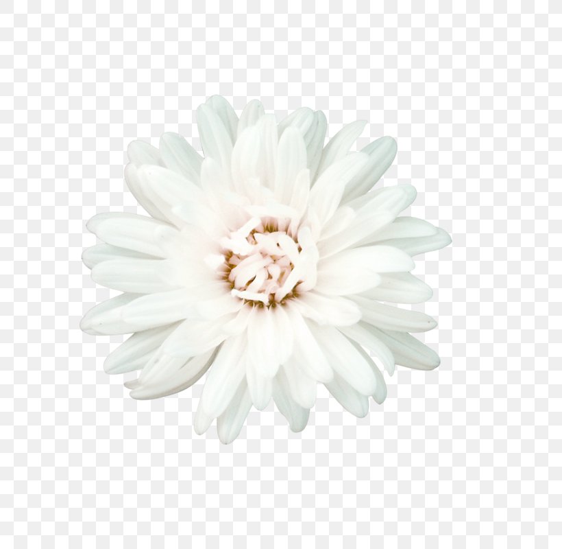 Detail Flower White Png Nomer 18