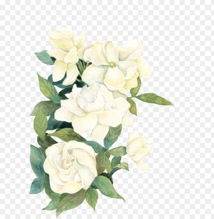Detail Flower White Png Nomer 37