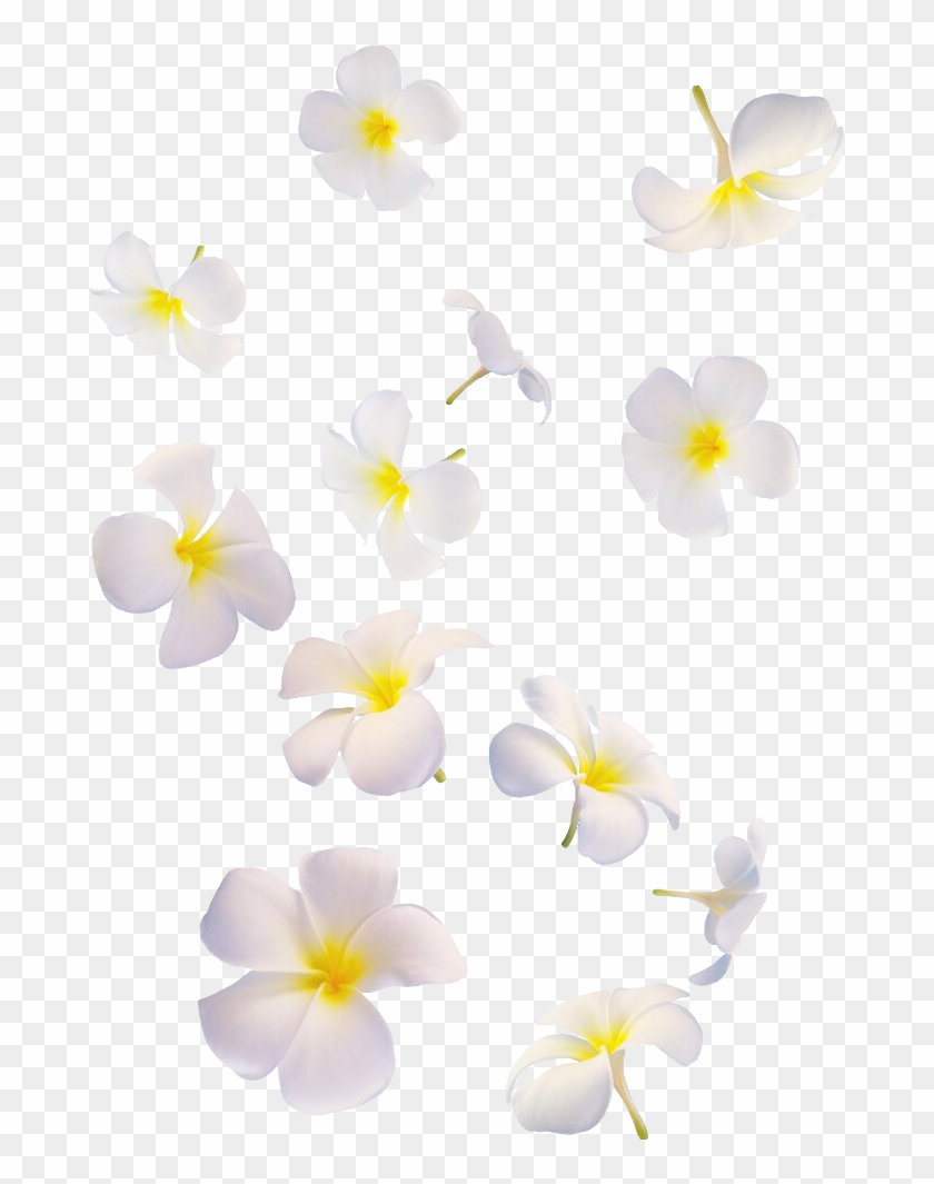 Detail Flower White Png Nomer 47
