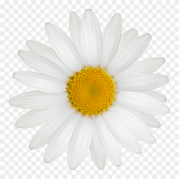 Detail Flower White Png Nomer 5