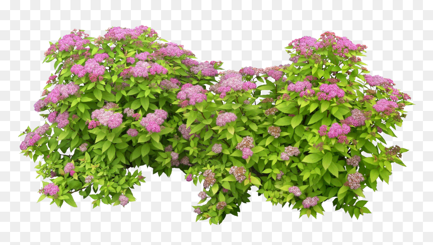 Detail Flowering Shrub Png Nomer 11