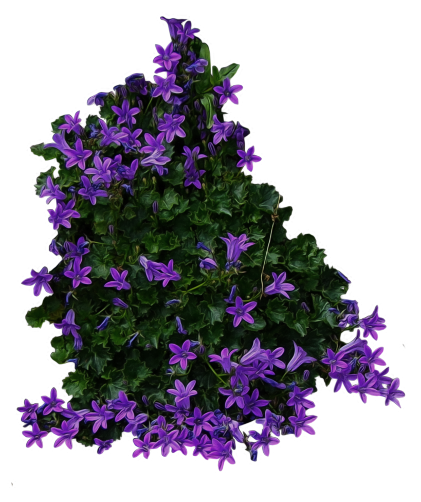 Detail Flowering Shrub Png Nomer 32