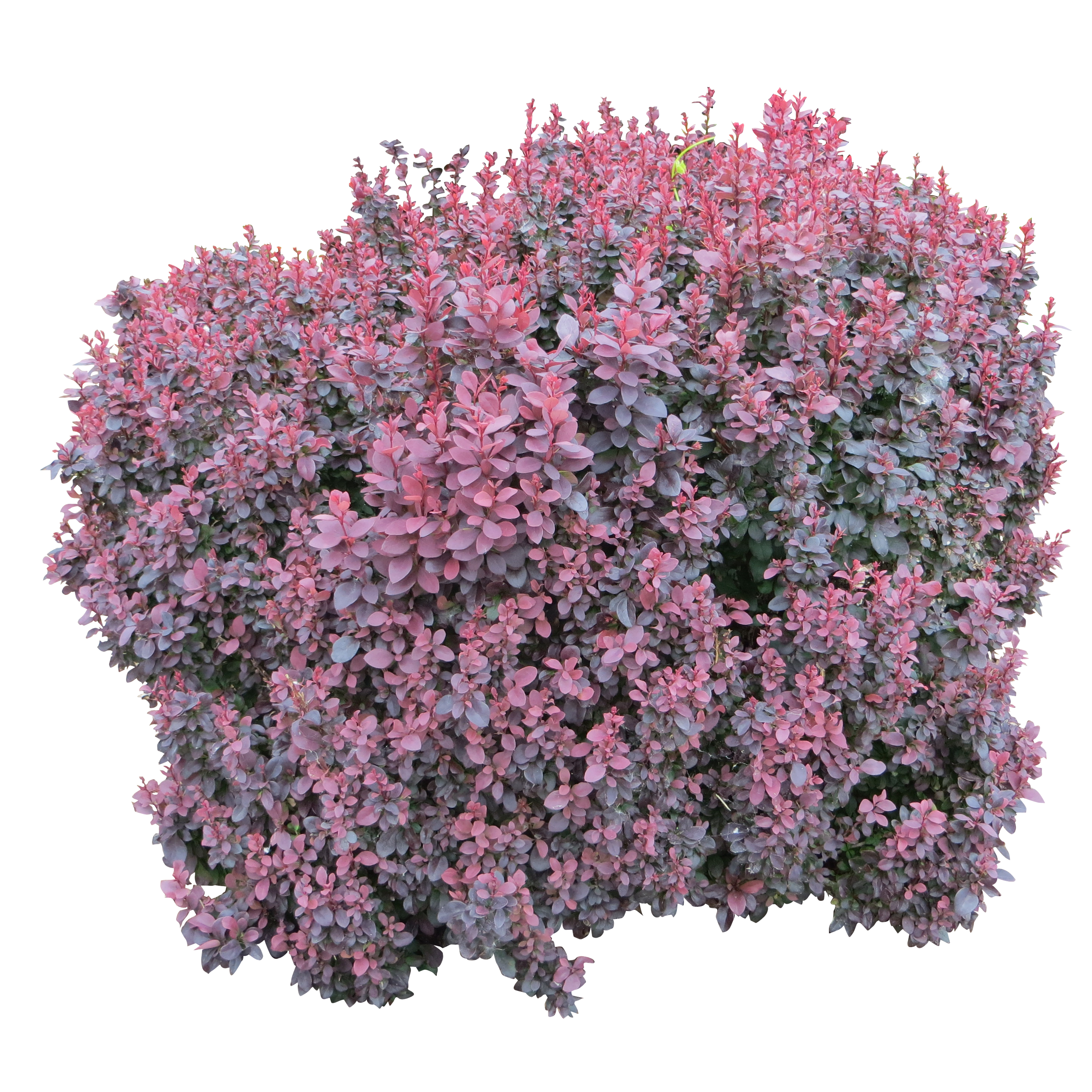 Detail Flowering Shrub Png Nomer 37